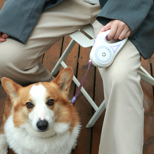 Walk Your Dog Stylishly with Lights & Comfort!